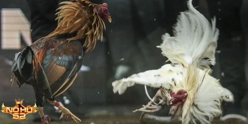 Đá gà Thomo Nohu52 – Đấu trường Campuchia kịch tính từng phút