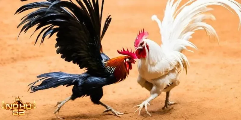 Đặt cược đá gà Nohu52 minh bạch, tỷ lệ trả thưởng cao