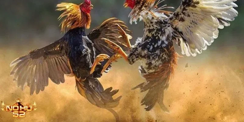 Trải nghiệm đá gà cựa sắt Nohu52 kịch tính, thắng lớn